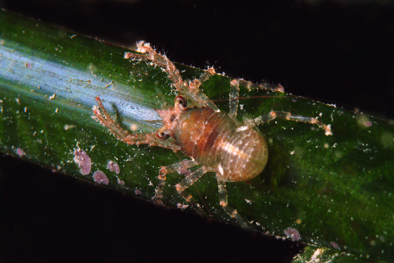 Seconda lezione: la prateria a Posidonia oceanica